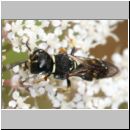 Lestica cf alata - Grabwespe 01b 9mm Teverener Heide.jpg